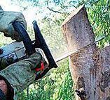 Augusta, WI Tree Services Company