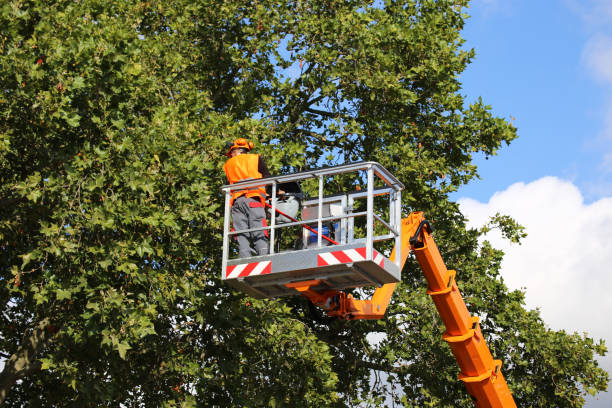How Our Tree Care Process Works  in  Augusta, WI