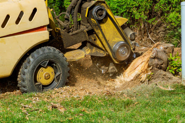 Best Tree Risk Assessment  in Augusta, WI