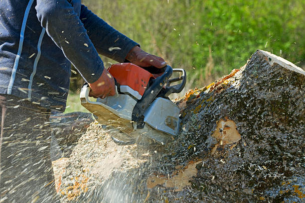 Best Lawn Pest Prevention  in Augusta, WI